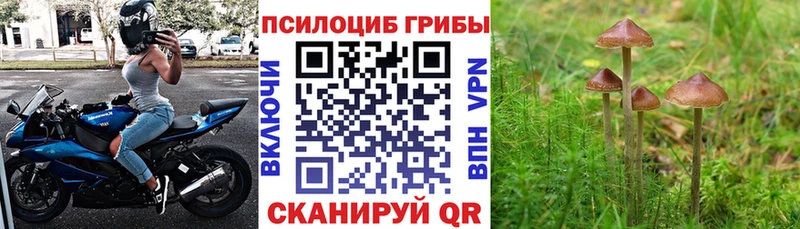 Галлюциногенные грибы Psilocybine cubensis  магазин продажи наркотиков  Салаир 